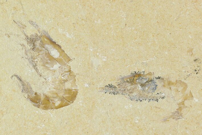 Two Cretaceous Fossil Shrimp - Lebanon #107664